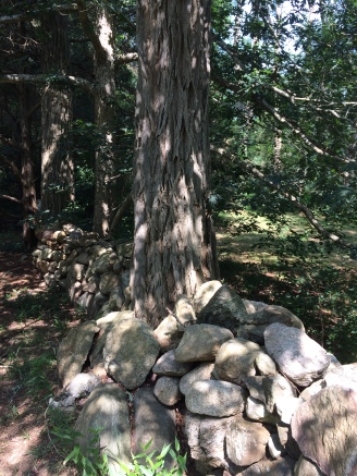 An unidentified tree